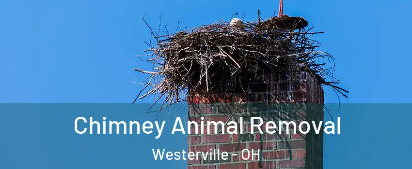 Chimney Animal Removal Westerville - OH