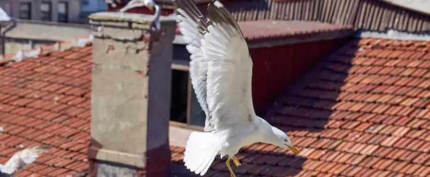 Residential Chimney Animal Removal Solution in Westerville, OH